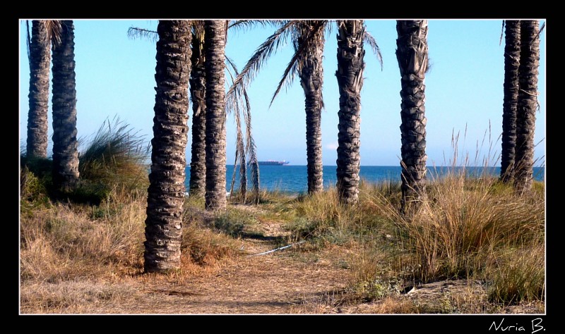 palmeras al mar