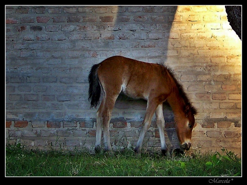 Potrillo urbanizado