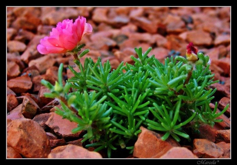 Flor de Piedra al Sol