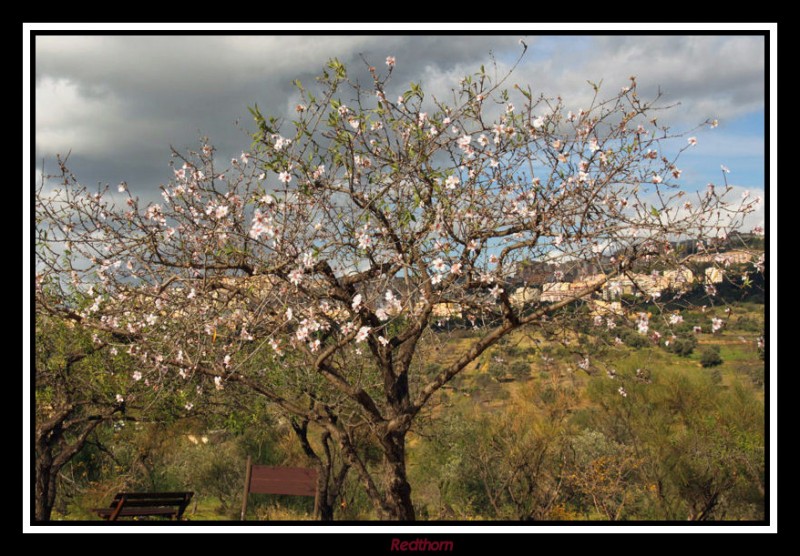 Un almendro en floracin a finales de Diciembre