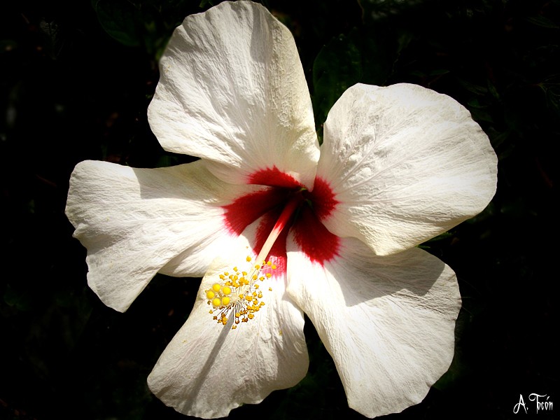 Hibiscus35