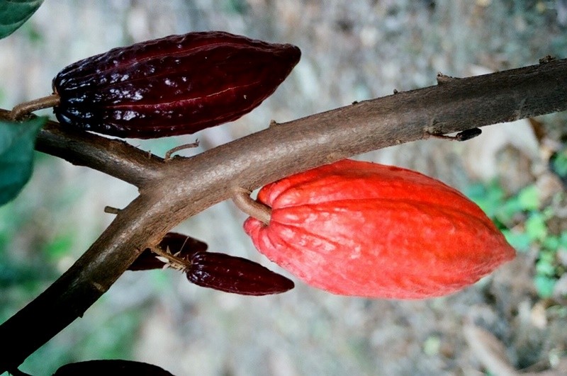 Cacao