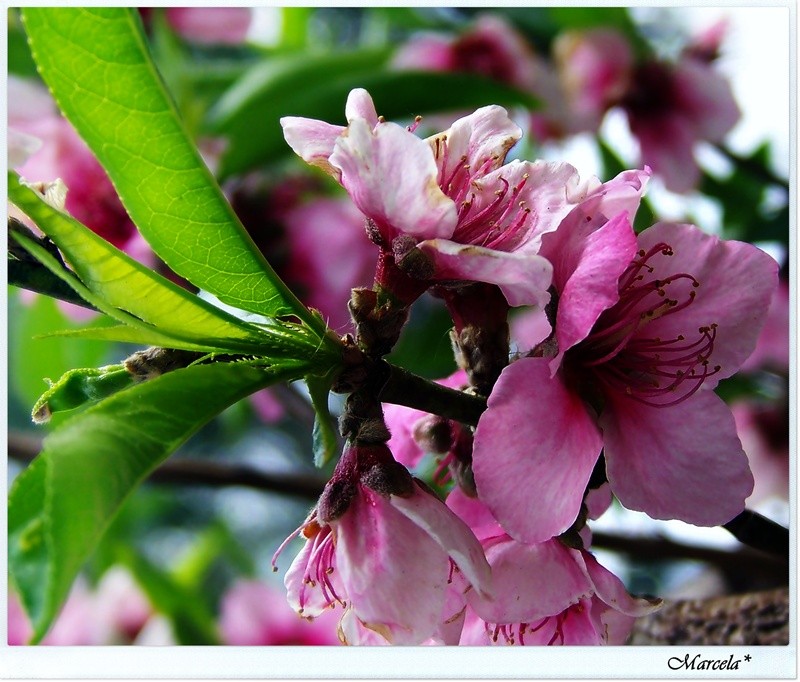 Asomando a la primavera