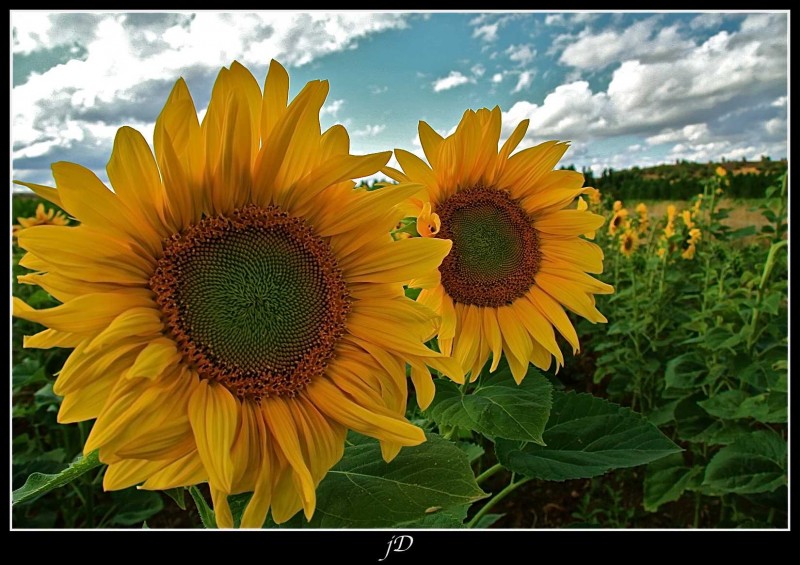 GIRASOLES