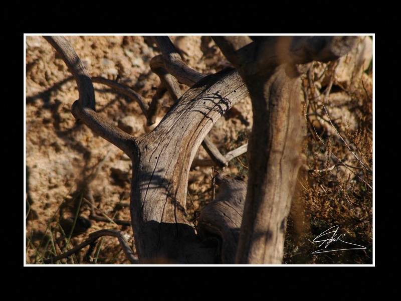 Naturaleza Muerta