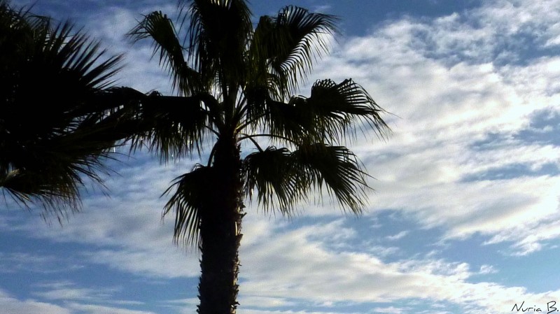 Palmera al cielo