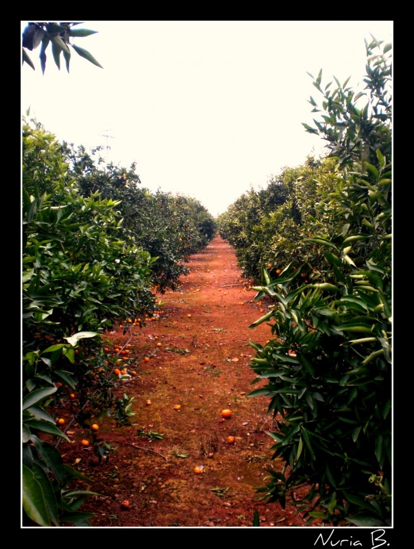 Camino entre naranjos.