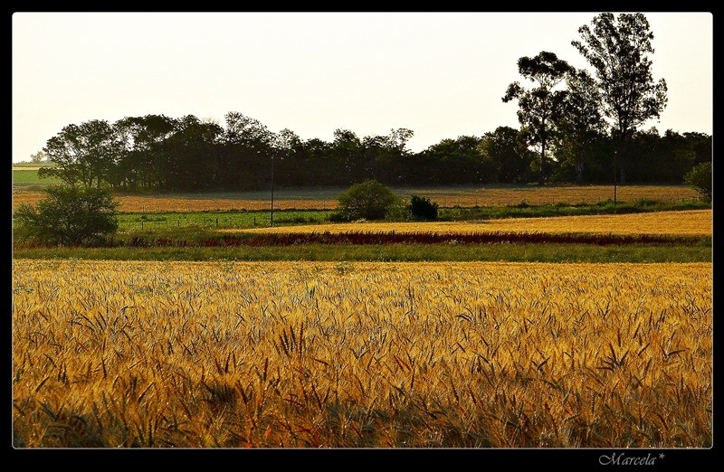 Campos Entrerrianos