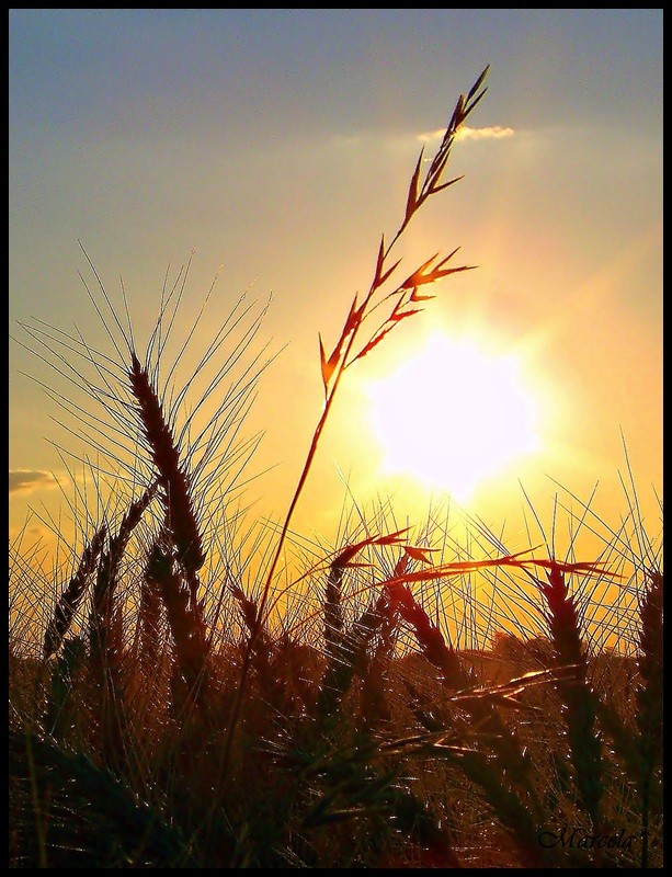 Con color y calor a campo