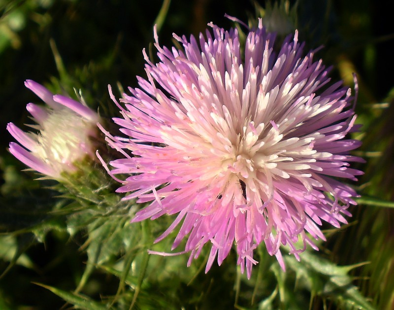 Flor de pradera 30