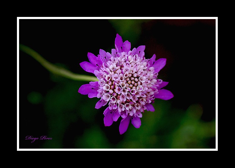 Flor silvestre