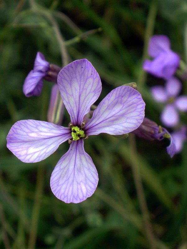 Flor de pradera 12