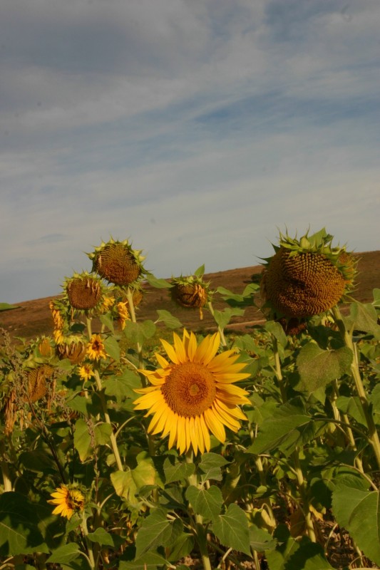 los girasoles