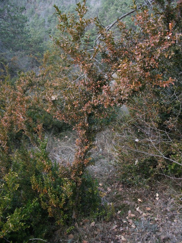 Bosc del castell de Montesquiu