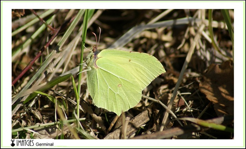 Mariposa Limonera