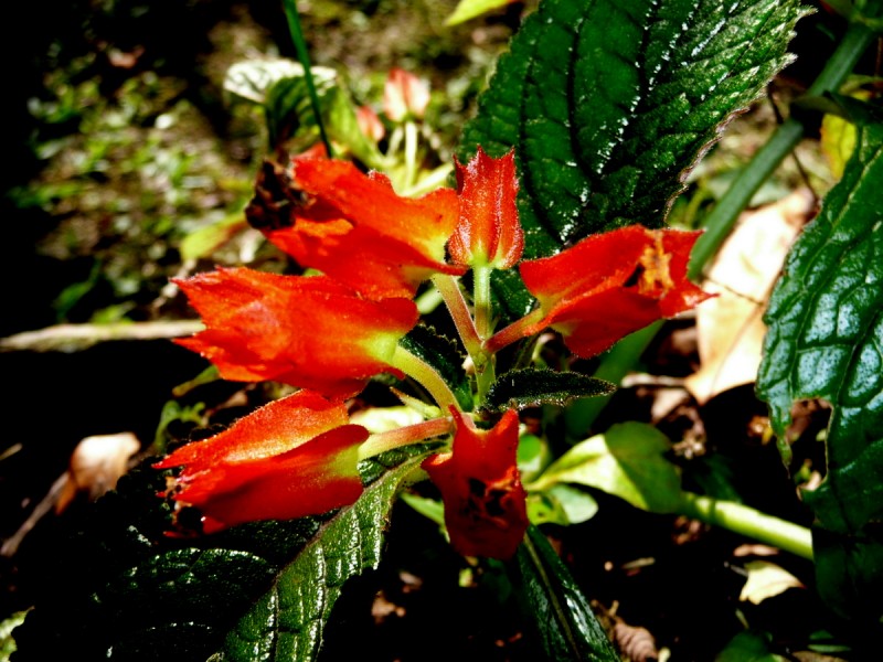 Florecita de campo