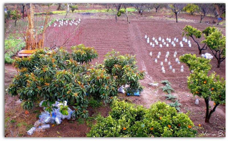 Campo de garrafas