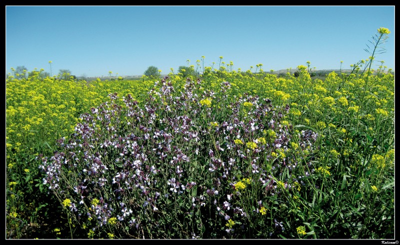 Desbordante primavera