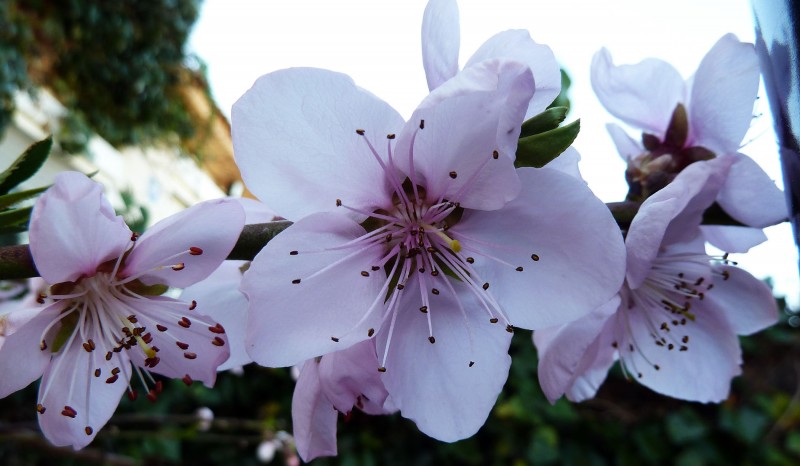 Flor del paraguayo