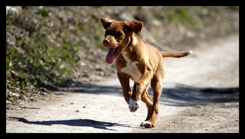 LA CARRERA DE CADA MAANA