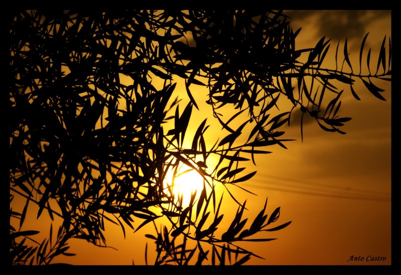 atardece entre olivos II