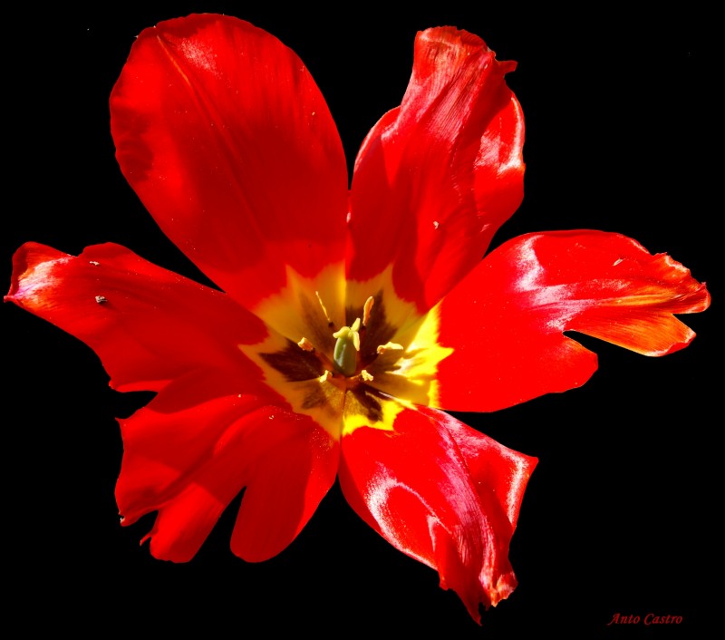 flor de primavera