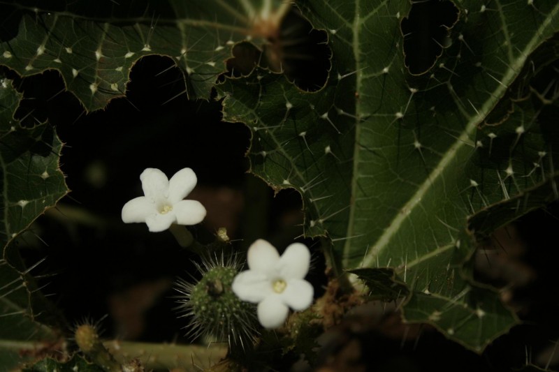 Flor de cuidado