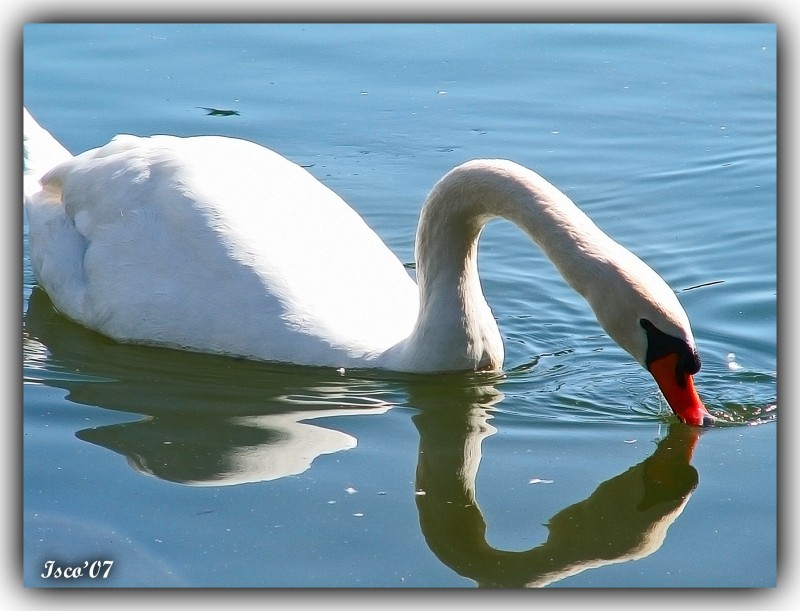 Cisne