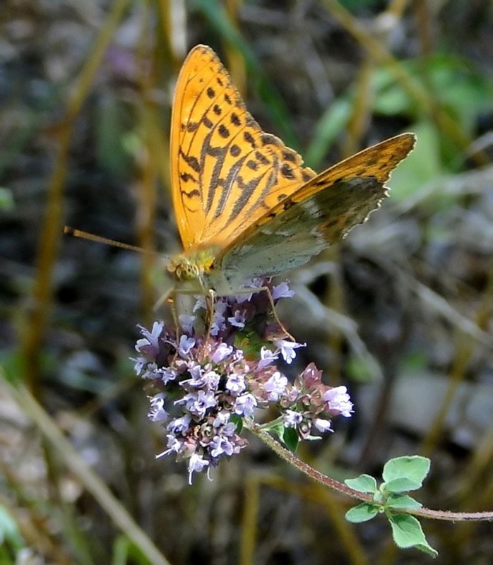 Mariposa 6