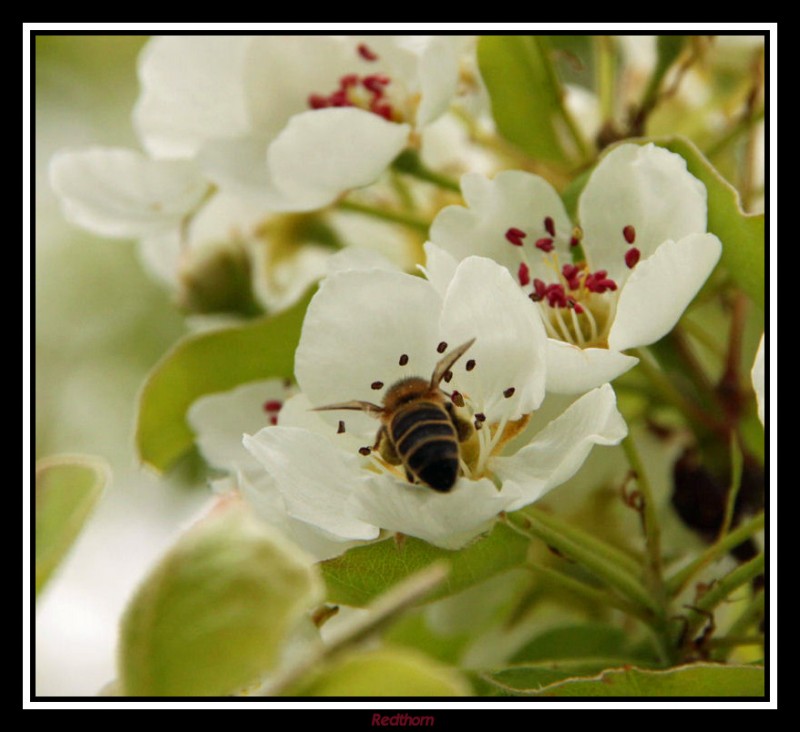 Abeja en horas bajas