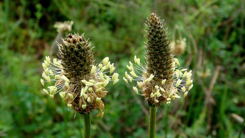 Plantatge: ( Plantago lanceolata )