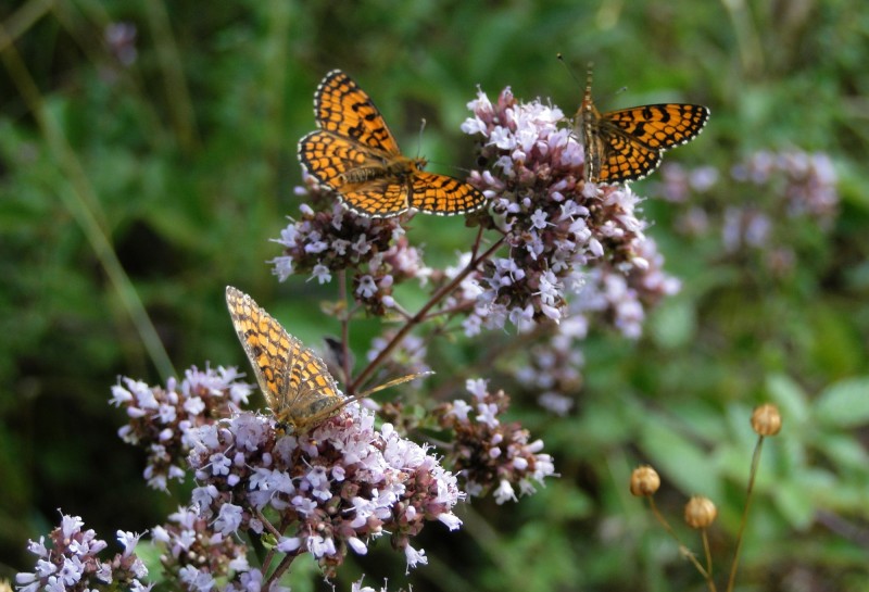 Tres mariposas