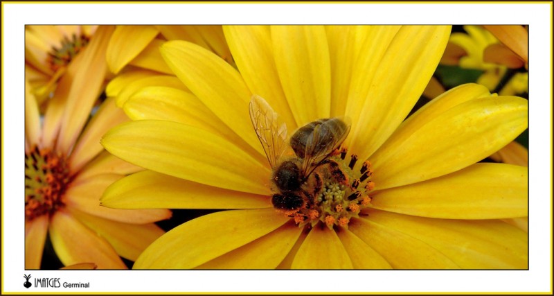 Abeja 