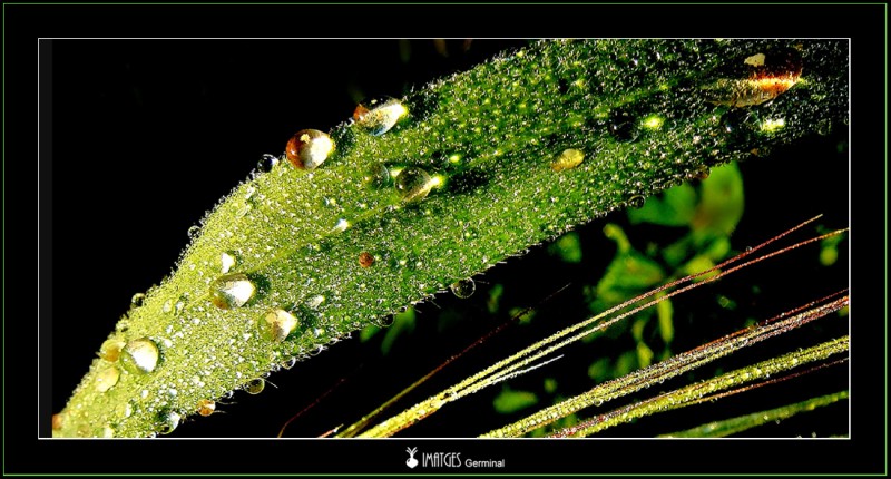 Gotas de rocio de colores