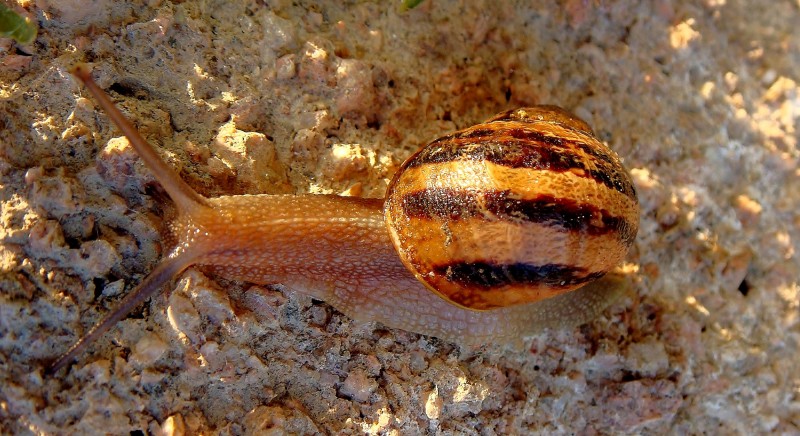 Caracol 1