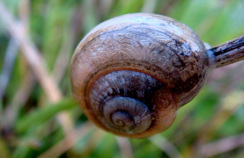 Caracol 2