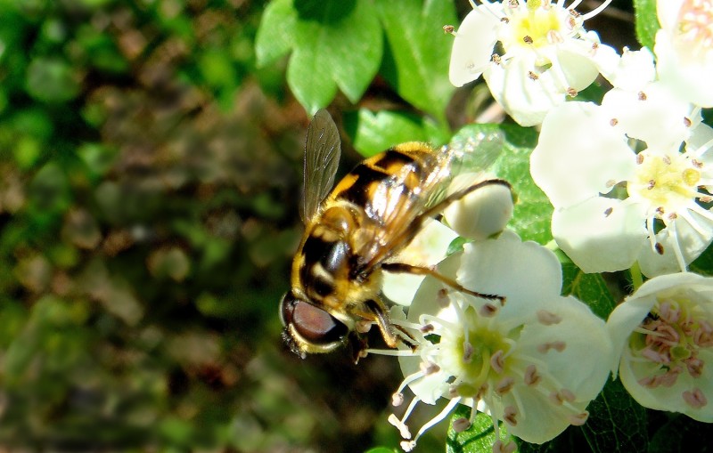 Abeja 2