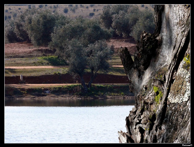 Atardece en el olivar