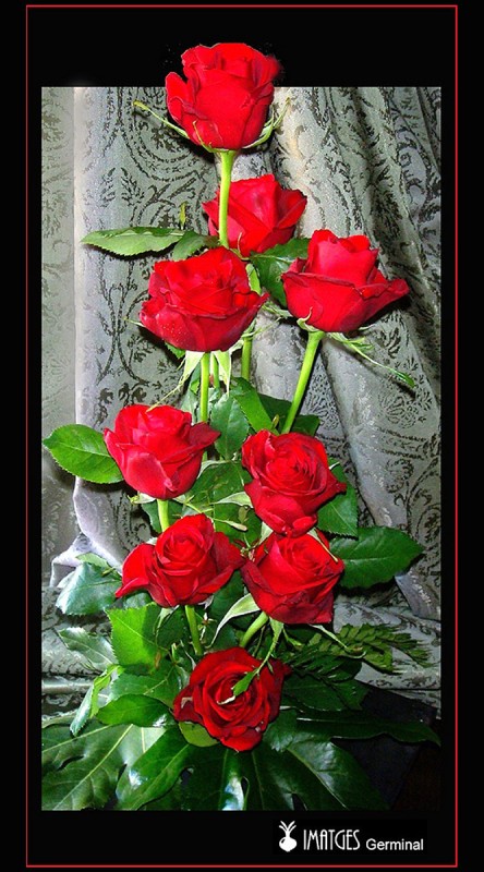 Rosas rojas