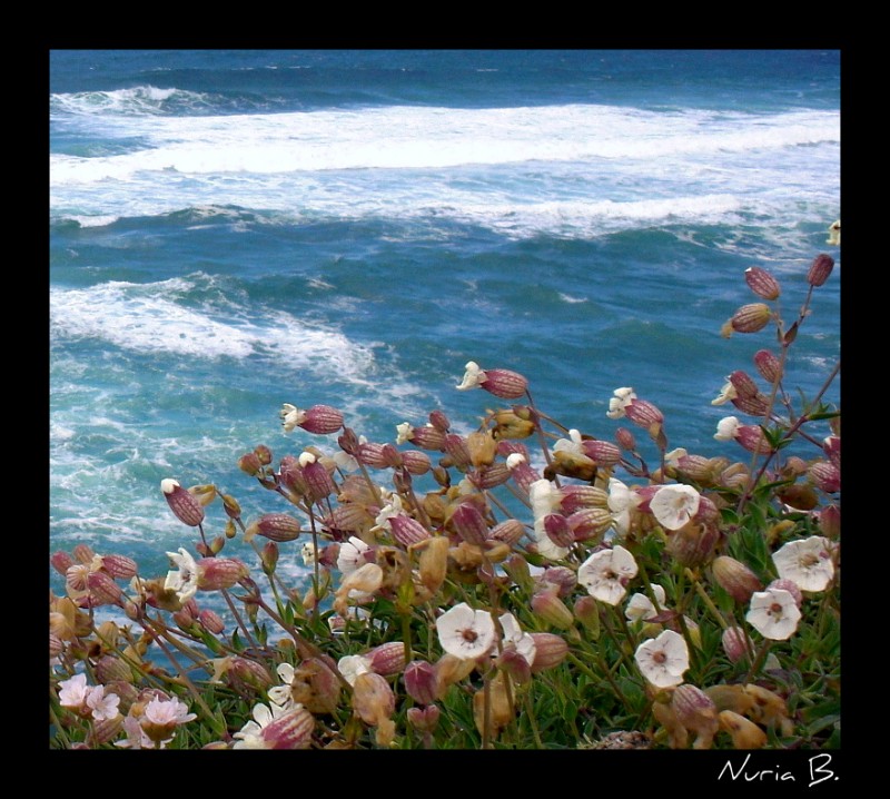 Flores al mar