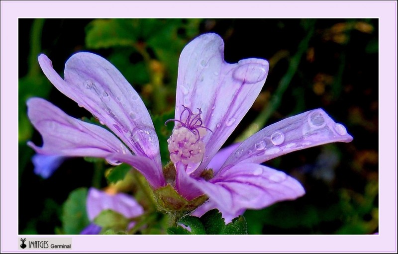 Flor de malva