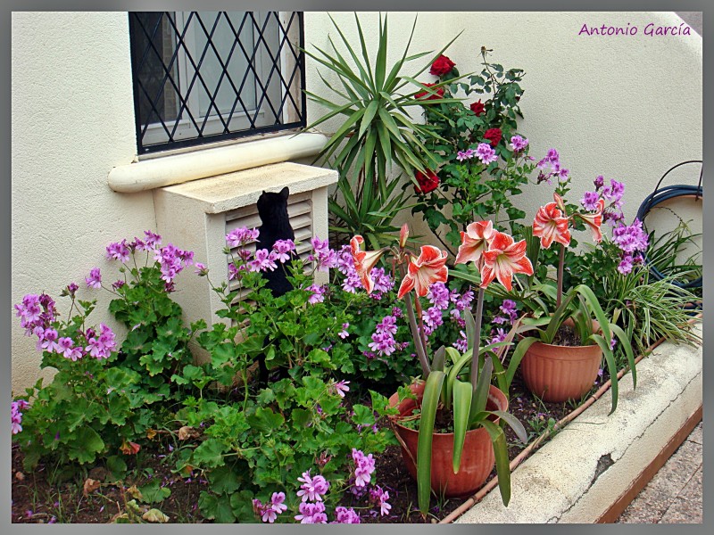 Jardinera de mi ventana