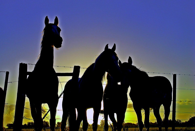 LA MIRADA DE UN CABALLO