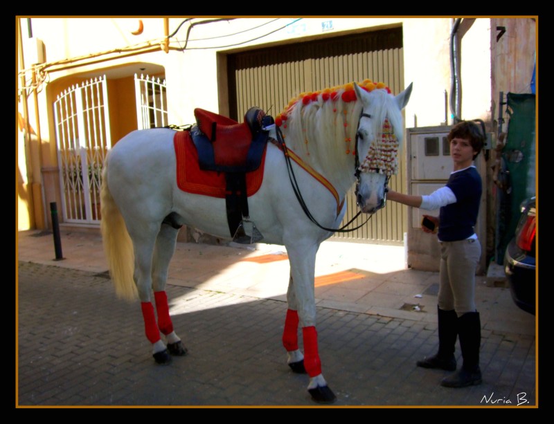 Caballo festero.