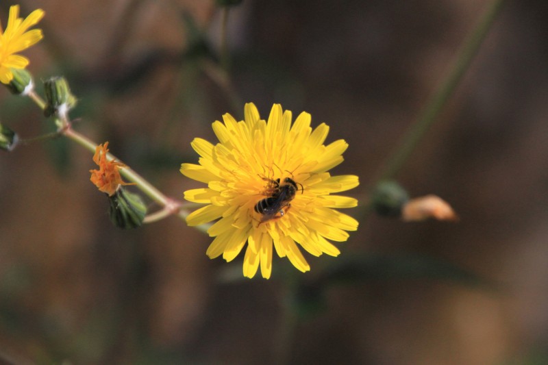 flor insecto