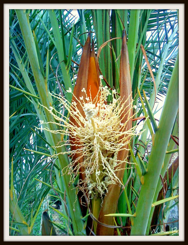 Flor de la palmera