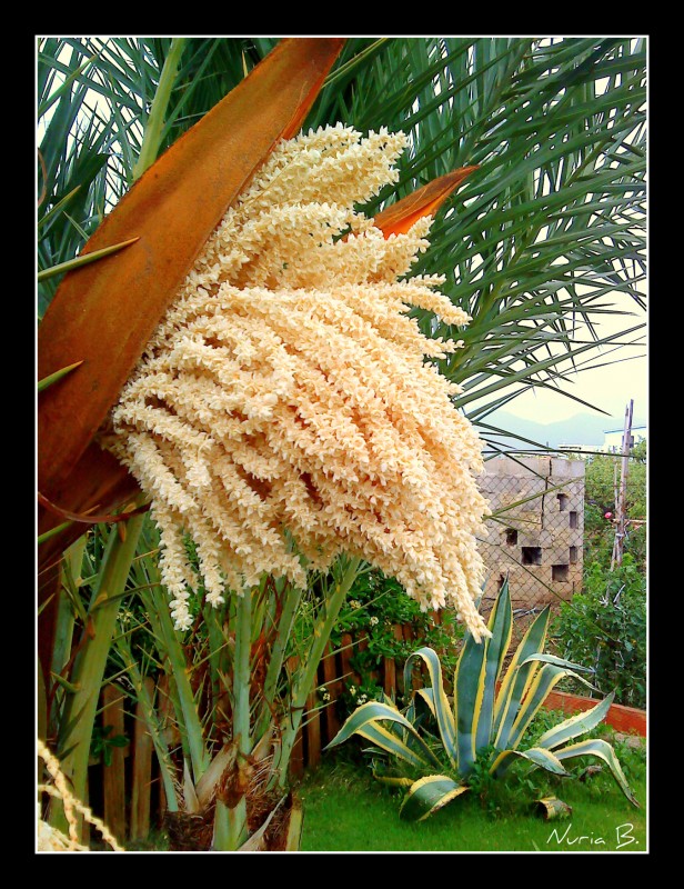 Flor de la palmera_2