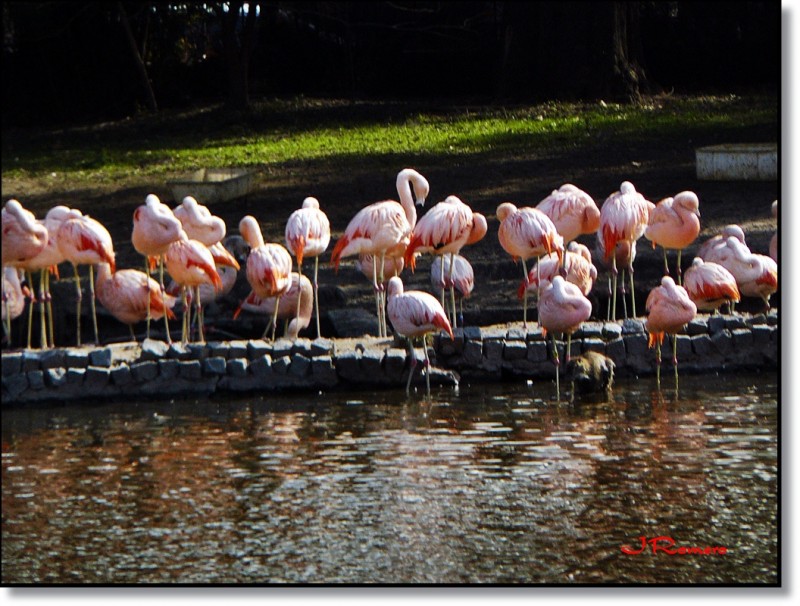 Flamencos