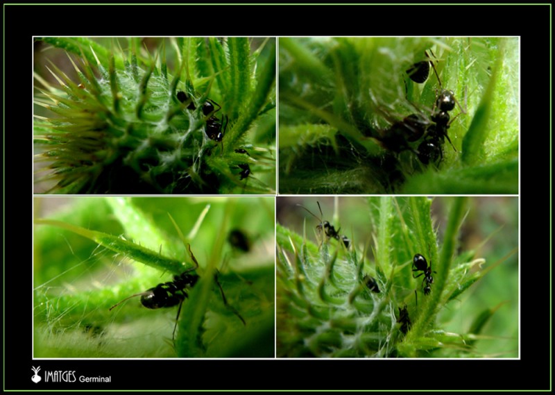 Hormigas en un cardo