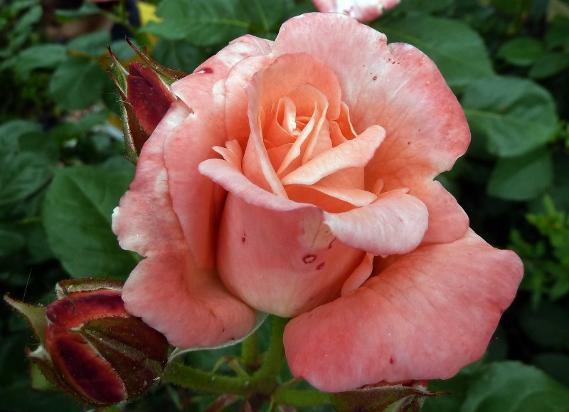 Rosa de Mayo 01